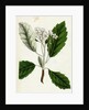 Pyrus Scandica Lobed-Leaved White-Beam by Anonymous