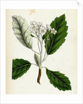Pyrus Scandica Lobed-Leaved White-Beam by Anonymous