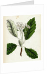Pyrus Scandica Lobed-Leaved White-Beam by Anonymous