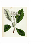 Pyrus Scandica Lobed-Leaved White-Beam by Anonymous