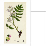 Pyrus Domestica Service-Tree by Anonymous