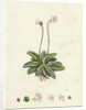 Pinguicula Lusitanica Pale Butterwort by Anonymous