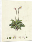 Pinguicula Lusitanica Pale Butterwort by Anonymous