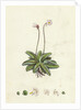 Pinguicula Lusitanica Pale Butterwort by Anonymous