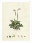 Pinguicula Lusitanica Pale Butterwort by Anonymous