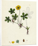 Potentilla Reptans Creeping Cinquefoil by Anonymous
