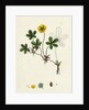 Potentilla Reptans Creeping Cinquefoil by Anonymous