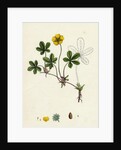 Potentilla Reptans Creeping Cinquefoil by Anonymous
