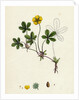 Potentilla Reptans Creeping Cinquefoil by Anonymous