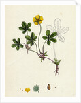Potentilla Reptans Creeping Cinquefoil by Anonymous