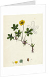 Potentilla Reptans Creeping Cinquefoil by Anonymous