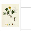 Potentilla Reptans Creeping Cinquefoil by Anonymous