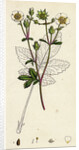 Potentilla Rupestris Strawberry-Flowered Cinquefoil by Anonymous