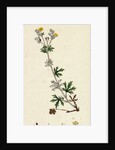 Potentilla Argentea Hoary Cinquefoil by Anonymous