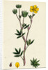 Potentilla Fruticosa Shrubby Cinquefoil by Anonymous