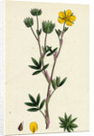 Potentilla Fruticosa Shrubby Cinquefoil by Anonymous
