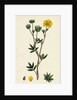 Potentilla Fruticosa Shrubby Cinquefoil by Anonymous