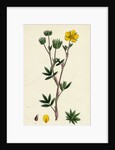 Potentilla Fruticosa Shrubby Cinquefoil by Anonymous