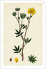 Potentilla Fruticosa Shrubby Cinquefoil by Anonymous