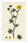 Potentilla Fruticosa Shrubby Cinquefoil by Anonymous