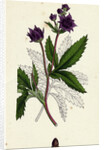 Potentilla Comarum Marsh Cinquefoil by Anonymous