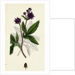 Potentilla Comarum Marsh Cinquefoil by Anonymous