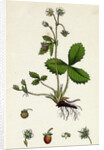 Fragaria Vesca Wild Strawberry by Anonymous