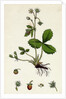 Fragaria Vesca Wild Strawberry by Anonymous