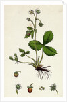 Fragaria Vesca Wild Strawberry by Anonymous