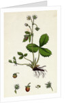 Fragaria Vesca Wild Strawberry by Anonymous