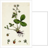 Fragaria Vesca Wild Strawberry by Anonymous
