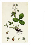 Fragaria Vesca Wild Strawberry by Anonymous