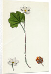 Rubus Chamaemorus Cloudberry by Anonymous