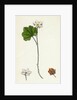 Rubus Chamaemorus Cloudberry by Anonymous