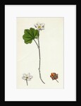 Rubus Chamaemorus Cloudberry by Anonymous