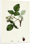 Rubus Idaeus Raspberry by Anonymous
