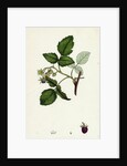 Rubus Idaeus Raspberry by Anonymous