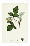 Rubus Idaeus Raspberry by Anonymous