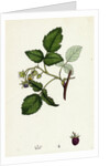 Rubus Idaeus Raspberry by Anonymous