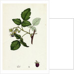 Rubus Idaeus Raspberry by Anonymous