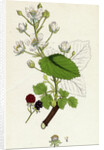 Rubus Suberectus Suberect Bramble by Anonymous