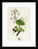 Rubus Suberectus Suberect Bramble by Anonymous