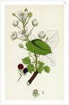 Rubus Suberectus Suberect Bramble by Anonymous