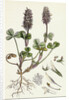 Trifolium Molinerii Balbi's Trefoil by Anonymous