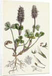 Trifolium Molinerii Balbi's Trefoil by Anonymous