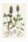 Trifolium Molinerii Balbi's Trefoil by Anonymous