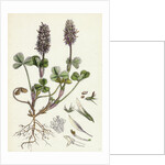 Trifolium Molinerii Balbi's Trefoil by Anonymous