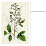 Rubus Radula File-Stemmed Bramble by Anonymous