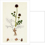 Poterium Sanguisorba Common Salad Burnet by Anonymous