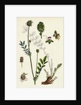 Poterium Muricatum Muricated Salad Burnet by Anonymous